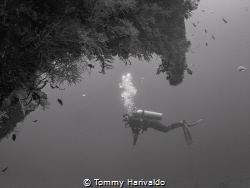 into the wild. people go dive for fun or seeing animal or... by Tommy Harivaldo 